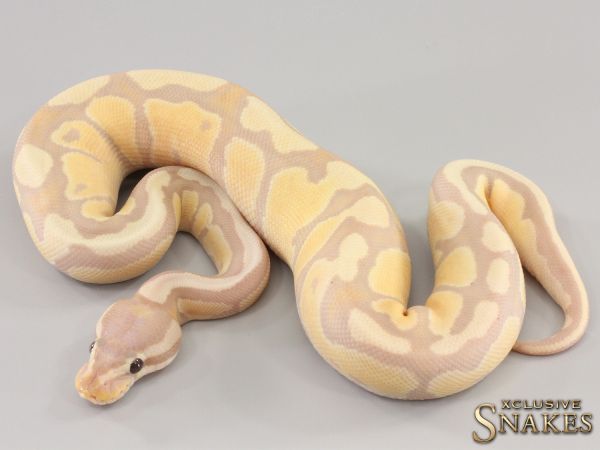 0.1 Pastel Banana Enchi Desert Ghost 2023