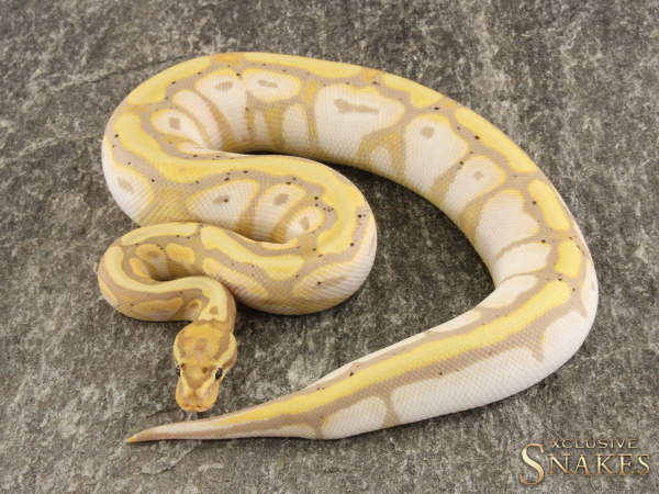 0.1 Banana Spotnose Sugar het Desert Ghost 2022 (1340g @12/2023)