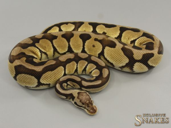 0.1 Pastel Mocha double het Cryptic Desert Ghost 2021 (1050g @03/2024)