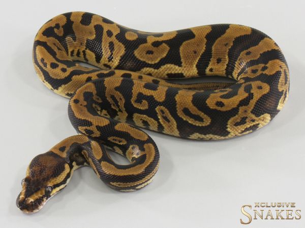 0.1 Confusion triple het Lavender Clown Piebald 2026