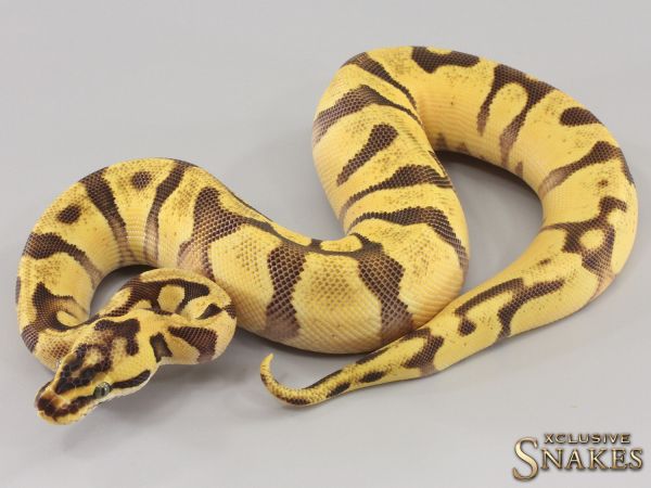 0.1 Pastel Super Enchi Vanilla double het Desert Ghost Piebald 2023