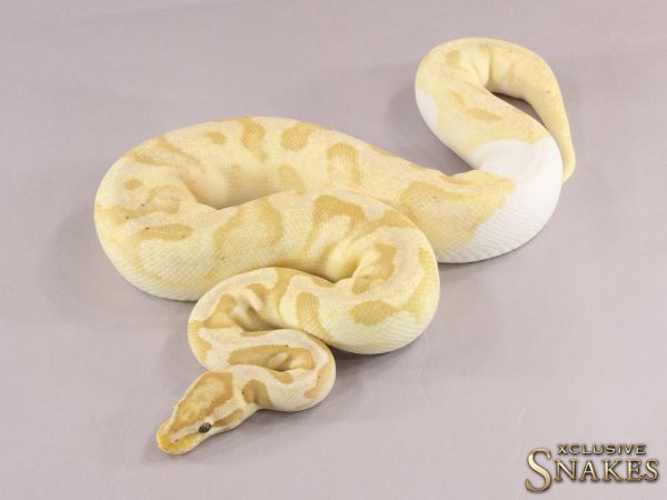 0.1 Pastel Enchi Banana Piebald 2020