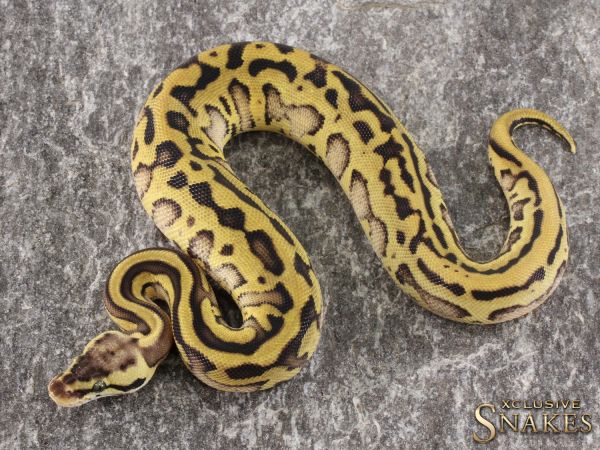 0.1 Pastel Leopard Red Stripe double het Clown Piebald pos Genetic Stripe 2021