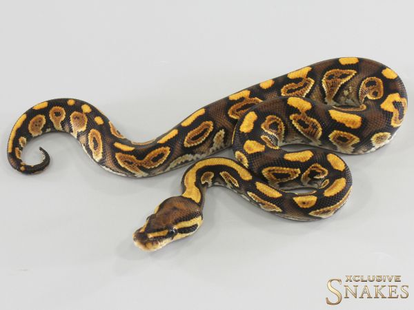 1.0 Black Pastel Gravel Special triple het Hypo Desert Ghost Clown 2026