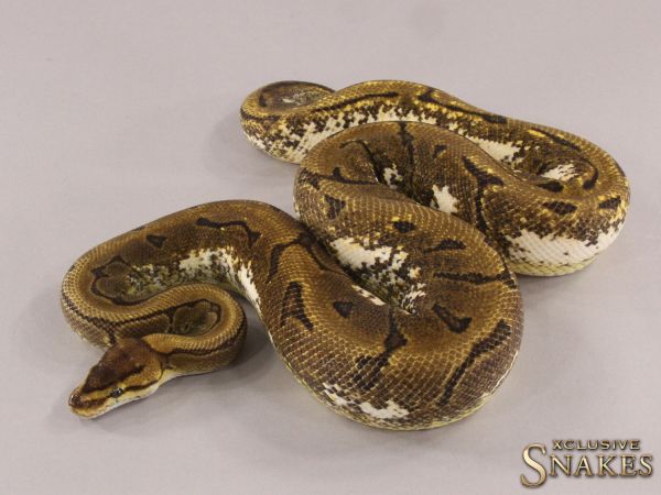 0.1 Pinstripe Calico Enchi 66% het Desert Ghost 2021 (1340g @4/2023)