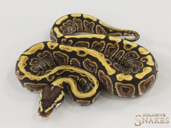 0.1 Spotnose GHI double het Hypo Clown 2025