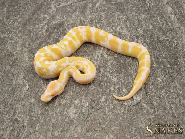 1.0 Albino 50% het Rainbow 2019