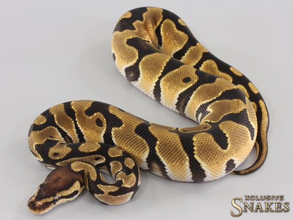 0.1 Orange Dream triple het Lavender Clown Piebald 2023