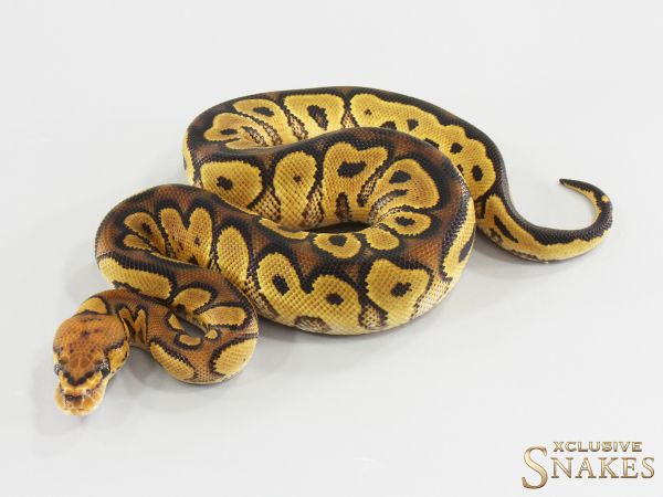 1.0 Gravel Clown double het Hypo Desert Ghost 2026