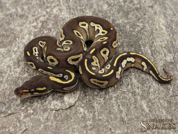 0.1 Black Head Mojave 2019