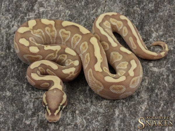 1.0 Enchi Butter GHI Coral Glow het Clown (Female Maker) 2021