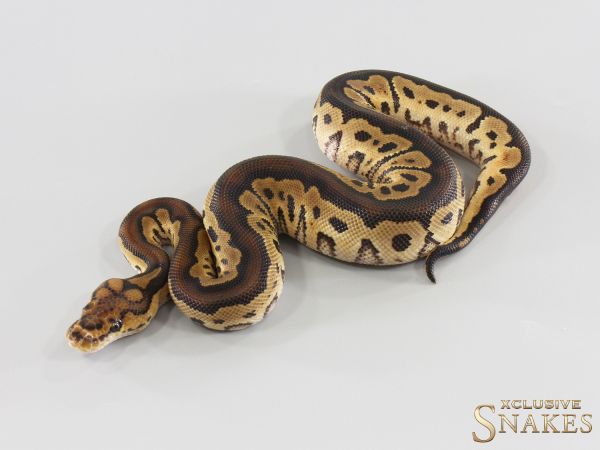 1.0 Het Red Axanthic Clown double het Hypo Desert Ghost 2026