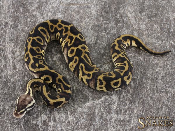 0.1 Pastel Leopard het Desert Ghost het Clown or het Cryptic 2021