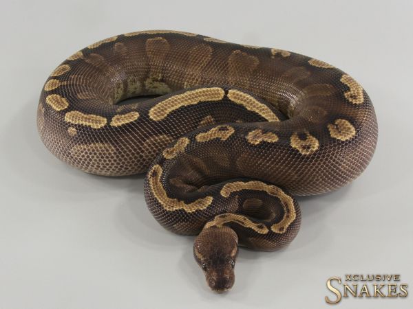 0.1 Copper GHI het Piebald 2021 (1220g @4/2023)