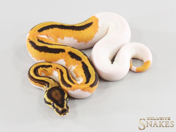 0.1 Orange Dream Yellow Belly Piebald double het Lavender Clown 2026