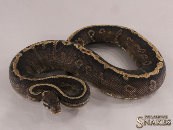 0.1 Confusion Mystic or Mojave GHI het Red Axanthic 2021 (1950g @03/2024)