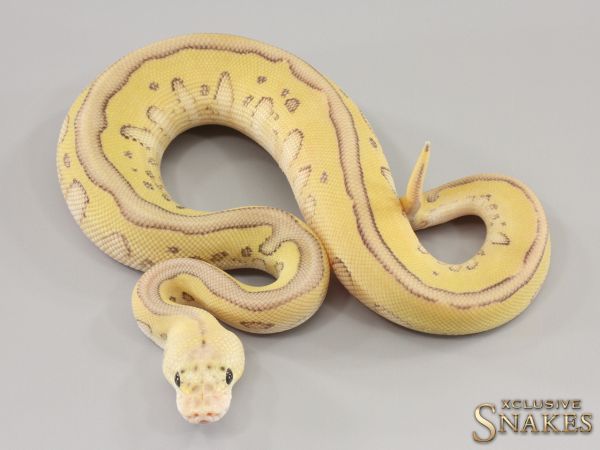 1.0 Pastel Lesser Leopard Clown double het Hypo Desert Ghost 2023