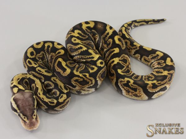 1.0 Pastel GHI double het Black Axanthic Clown 2023