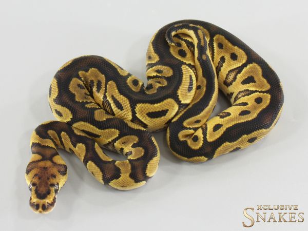 0.1 Orange Dream Clown double het Lavender Piebald 2026