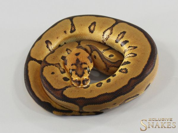 1.0 Leopard Red Stripe Clown het Hypo 2026