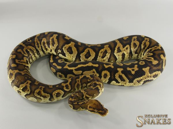 0.1 Angry Pastel (Angola x Ball Python) 2016