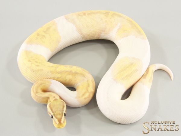 1.0 Pastel Banana Piebald (FMaker) 2025