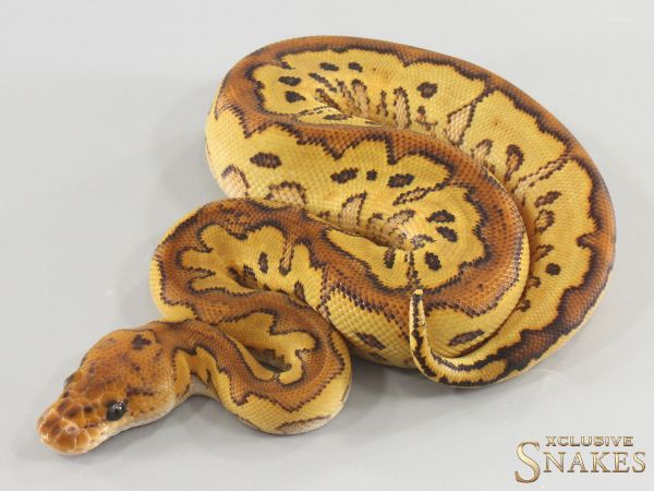 0.1 Special Gravel Clown het Hypo 2026