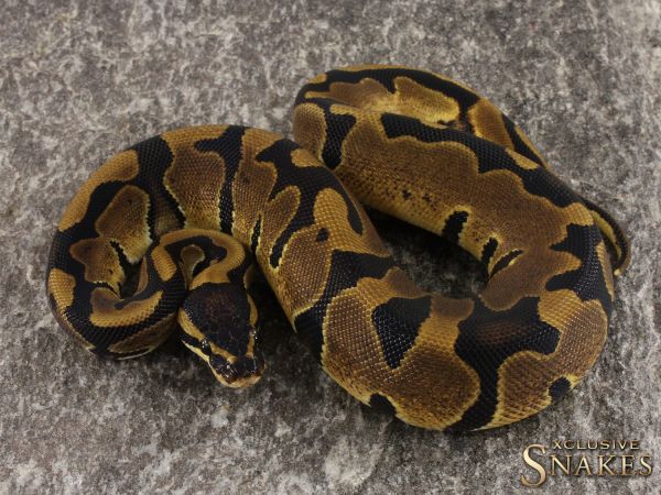 0.1 Double het Desert Ghost Piebald 2022 (1210g @12/2023)