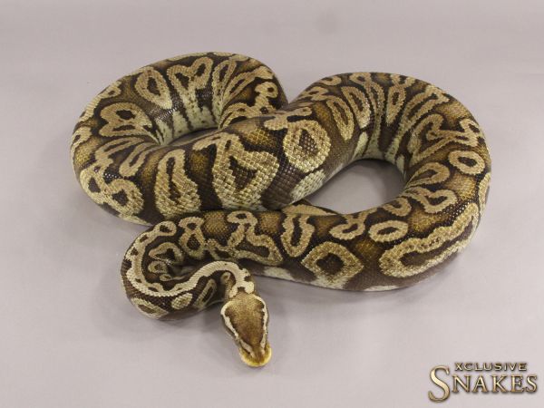 0.1 GHI Het Red Axanthic Pastel het Hypo 2015