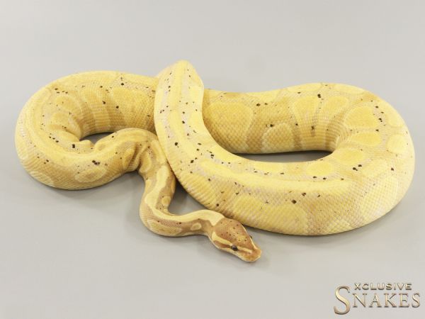 0.1 Banana double het Desert Ghost Piebald 2022 (1550g @03/2024)