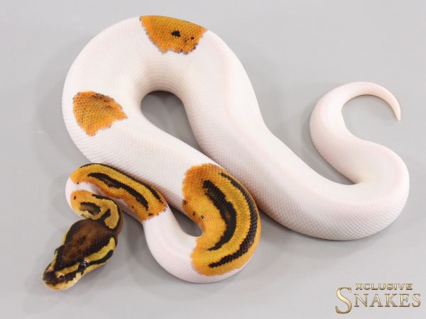 0.1 Orange Dream Piebald double het Hypo Clown 2026