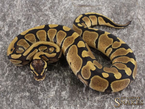 0.1 Enchi double het Lavender Piebald 2021