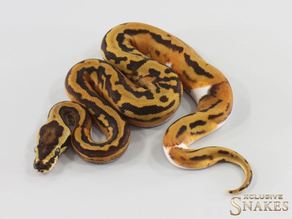 0.1 Confusion Enchi Piebald double het Lavender Clown 2026