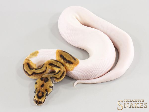 1.0 Orange Dream Clown Piebald het Desert Ghost 2026