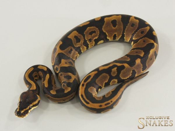 1.0 Wookie Leopard het Sunset 2026