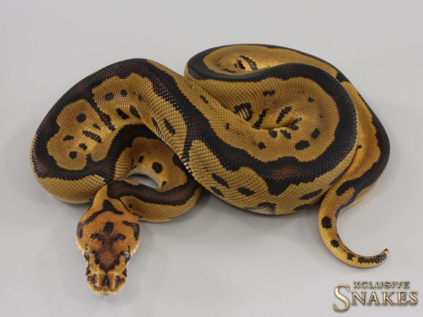 0.1 Leopard Vanilla Clown het Hypo 2023