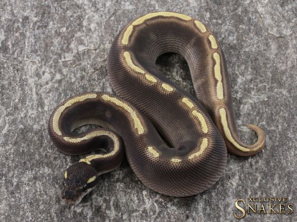 1.0 Enchi Black Head Mojave GHI 2021