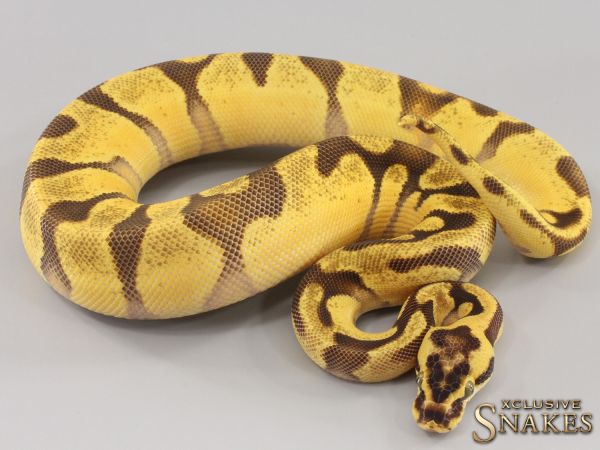 0.1 Pastel Super Enchi Vanilla double het Desert Ghost Piebald 2023