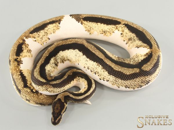 1.0 Orange Dream Yellow Belly Piebald het Axanthic 2019