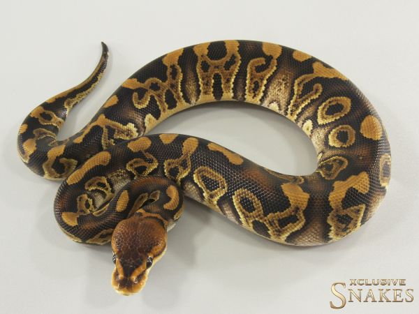 0.1 Wookie (Crypton) triple het Desert Ghost Cryptic Clown 2025
