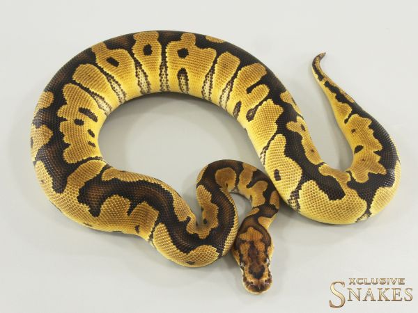 0.1 Clown het TSK Axanthic 2025