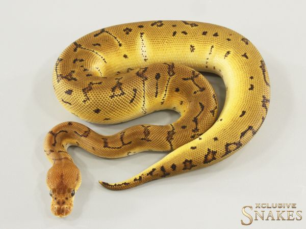 1.0 Pinstripe Clown double het TSK Axanthic Desert Ghost 2025