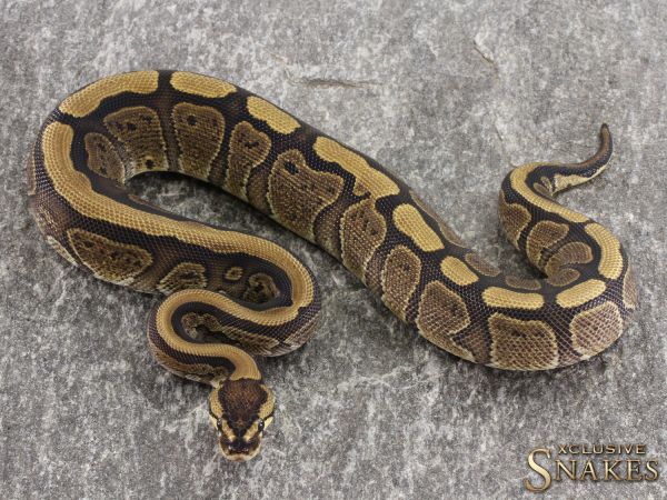 0.1 Red Stripe double het Clown Piebald pos Genetic Stripe 2021