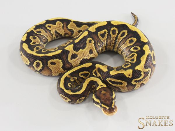 0.1 Fire Trick Gravel double het Desert Ghost Clown 2026