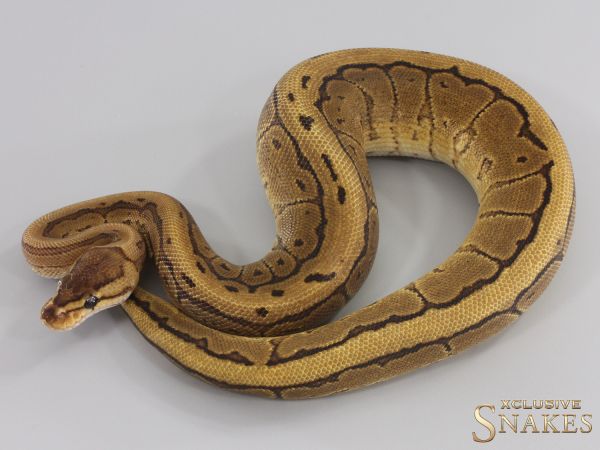 0.1 Pinstripe Red Stripe double het Desert Ghost Piebald 2023