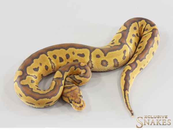 0.1 Hypo Clown het Desert Ghost 2026