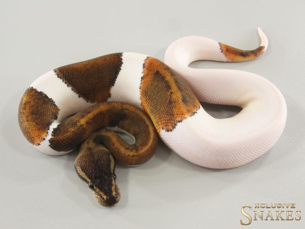 1.0 Copper GHI Piebald 2025