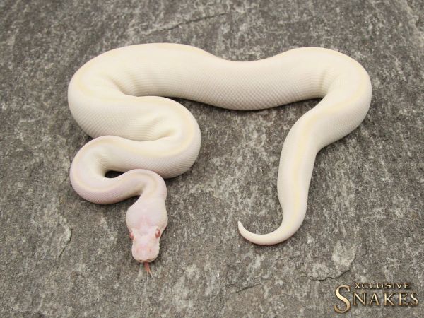 1.0 Black Head Phantom Albino 2018 *** World First