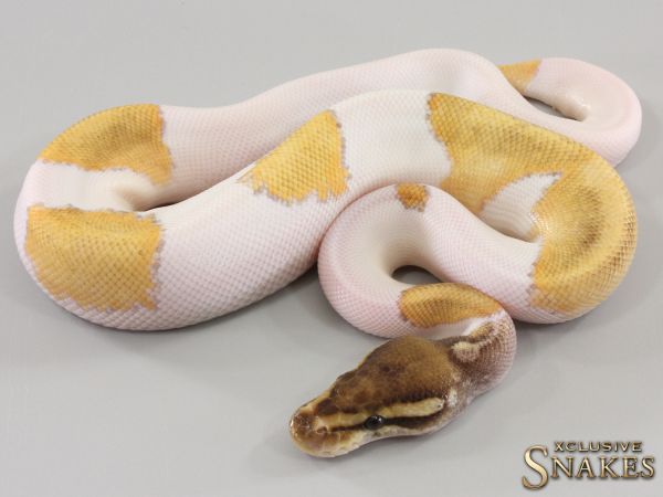 1.0 Mojave Orange Dream Piebald 2023