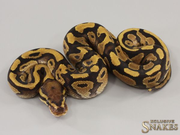 0.1 Fire double het Clown Piebald 2023